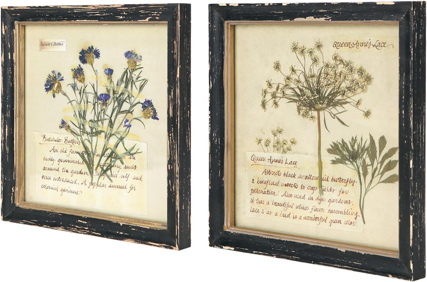 NIKKY HOME Botanical Wall Art Set of 2, Vintage Wood Framed Prints 10″x 10″ | Decorative Dried Floral Picture with Glass Front, Elegant Flower Rustic Black Wooden Frame Decor for Bathroom Bedroom Hallway