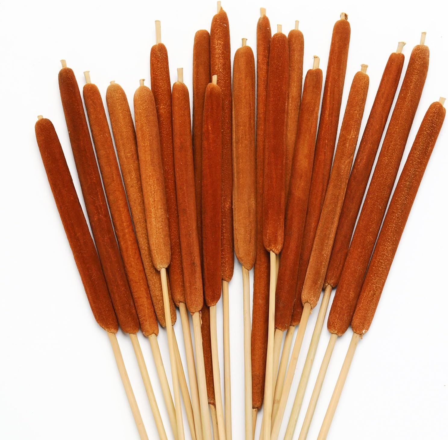 Natural Dried Cattail Flowers, 20 PCS Assorted Cattails for DIY Rustic Floral Arrangements and Home Wedding Bouquet Decorations, Fall Centerpiece Decor (Brown, 17 Inch)