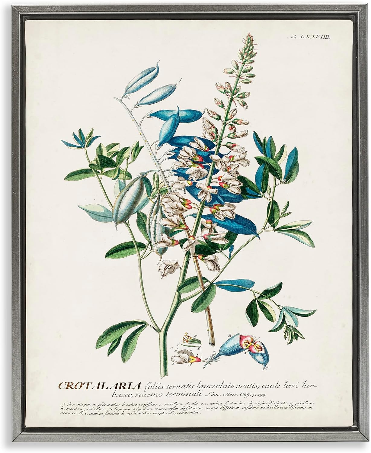 ‘Flowers And Leaves Vintage Design’| Floating Frame Canvas Art | Stupell Industries | Gold, 17 x 21 Inches, Easy to Hang and Sturdy, Made in USA, by Unknown Artist
