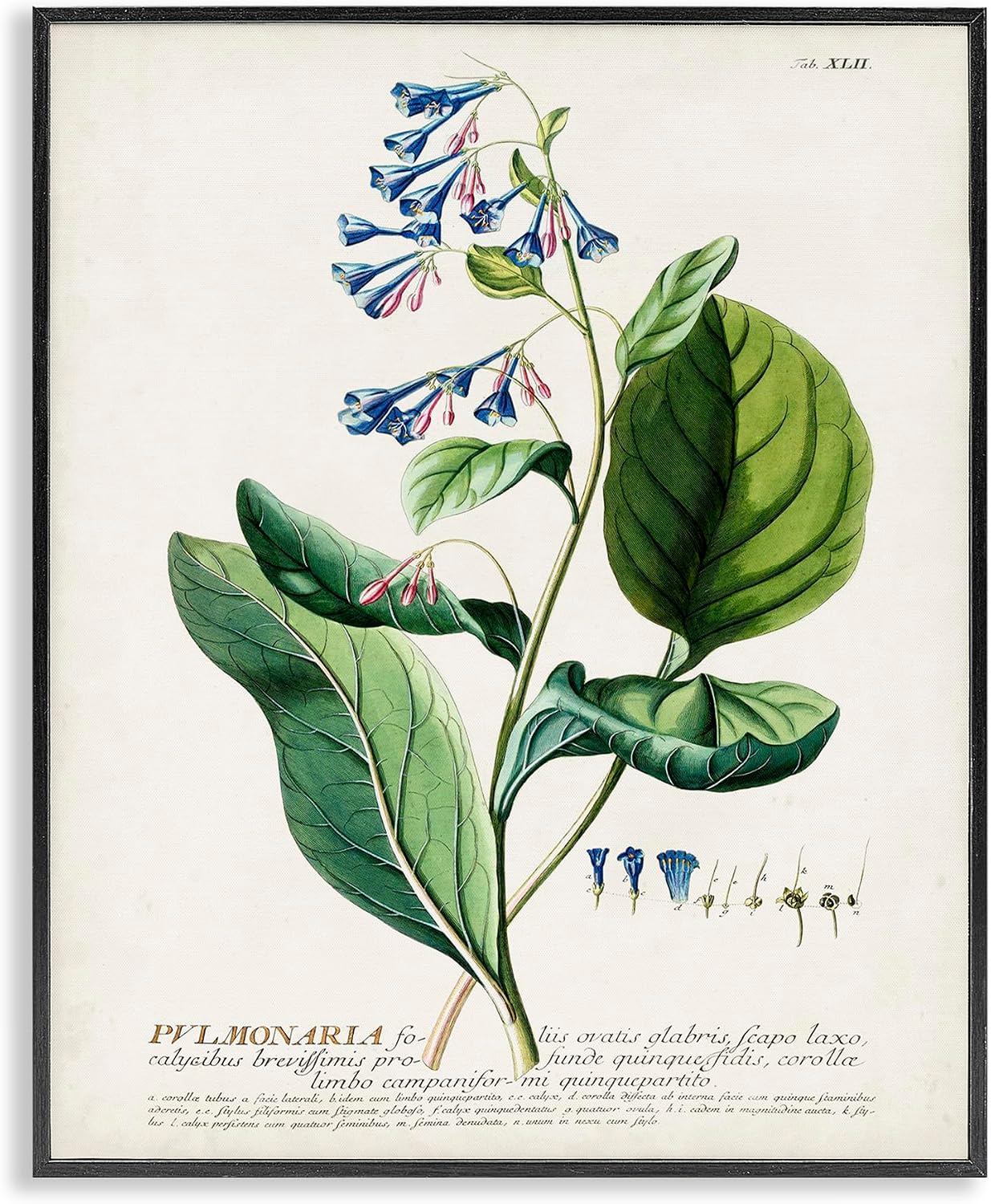 Stupell Industries Botanical Plant Illustration Blue Flowers Vintage Design Black Framed Wall Art, Multi-Color, Model Number: fap-215_fr_16x20, 16.00″ x 20.00″ | Stupell Industries · By Unknown Artist · Ready to hang · Perfect for study or cabin decor · Made in USA